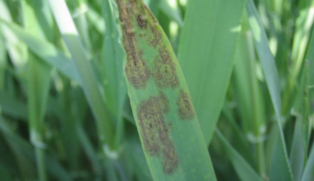 A hypersensitive reaction to powdery mildew can result in distinct target spots